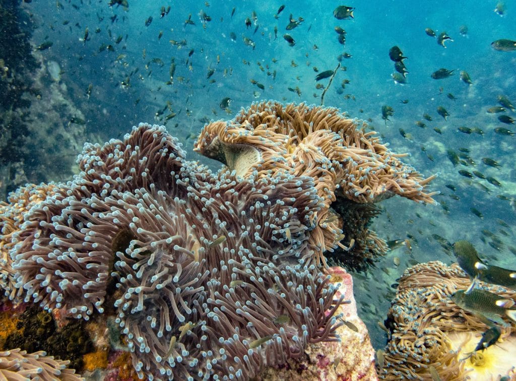 Corals and fish at Southwest Pinnacle