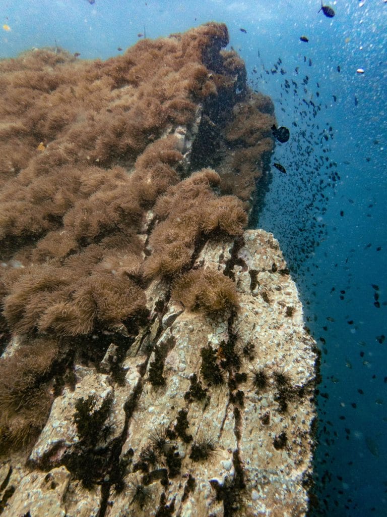 Rocks with corals at Southwest Pinnacle