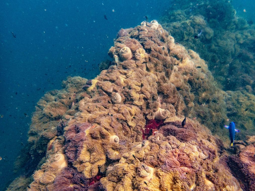 Colorful corals at Southwest Pinnacle