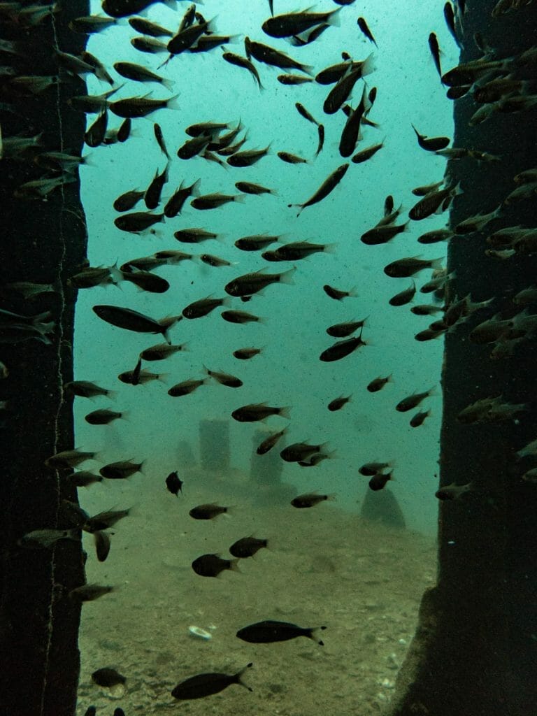 Entrance with fish of Sattakut wreck