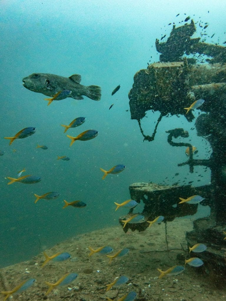 Pufferfish and details of wreck in Koh Tao