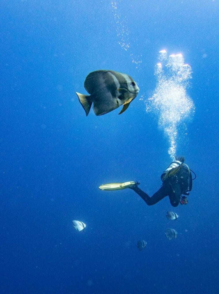 Batfish and diver at Round Island, Mauritius