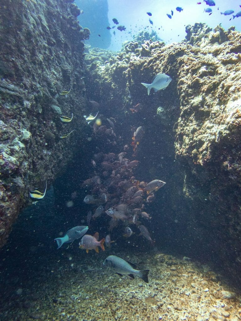Fish at swim through in Mauritius
