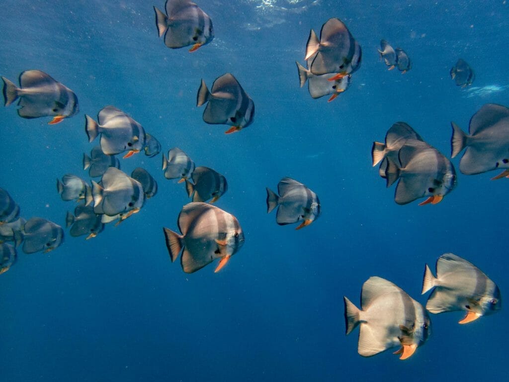 School of batfish in Mauritius