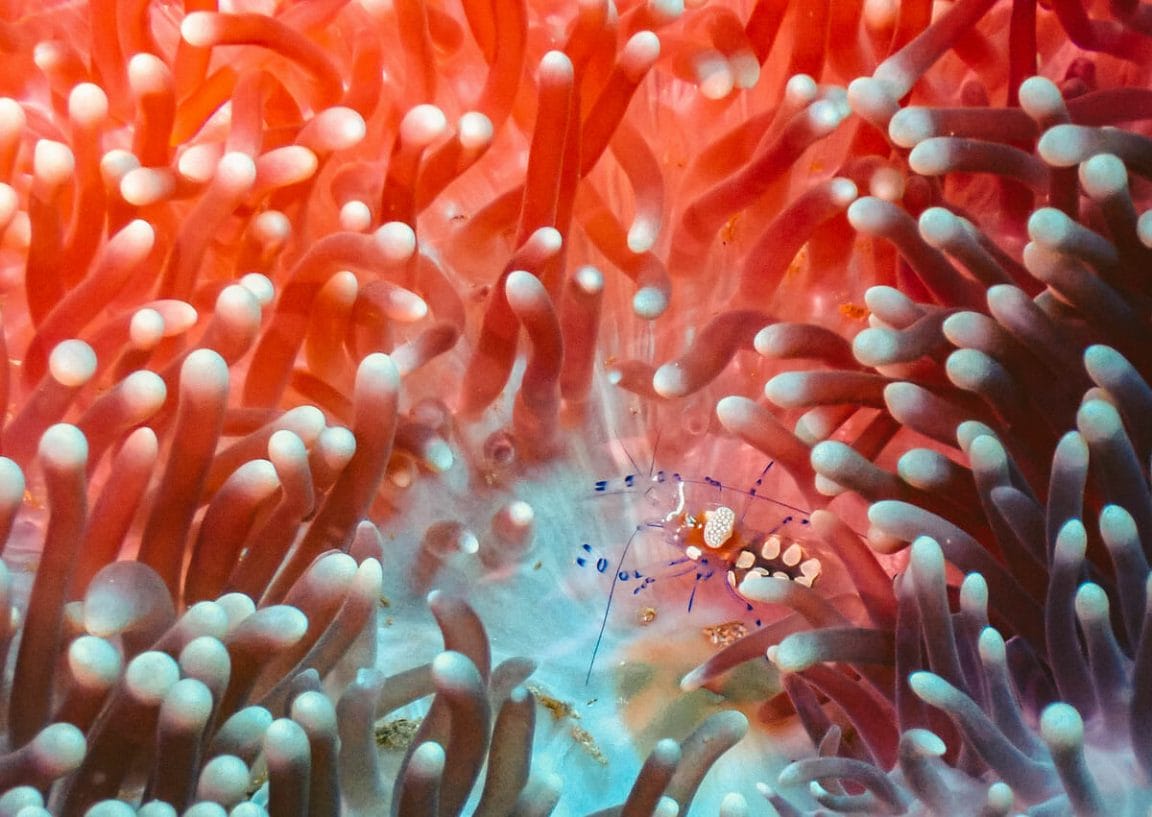 Small shrimp in red anemone