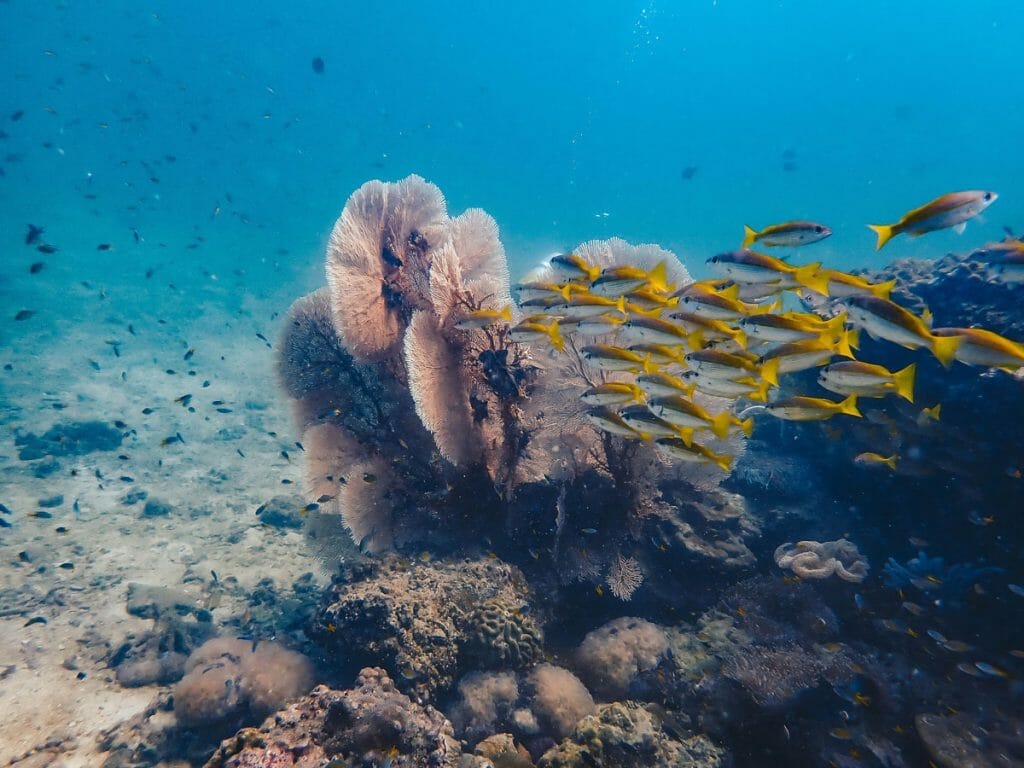 ✓ Scuba Diver - Diving Koh Lanta - Hidden Depths Diving