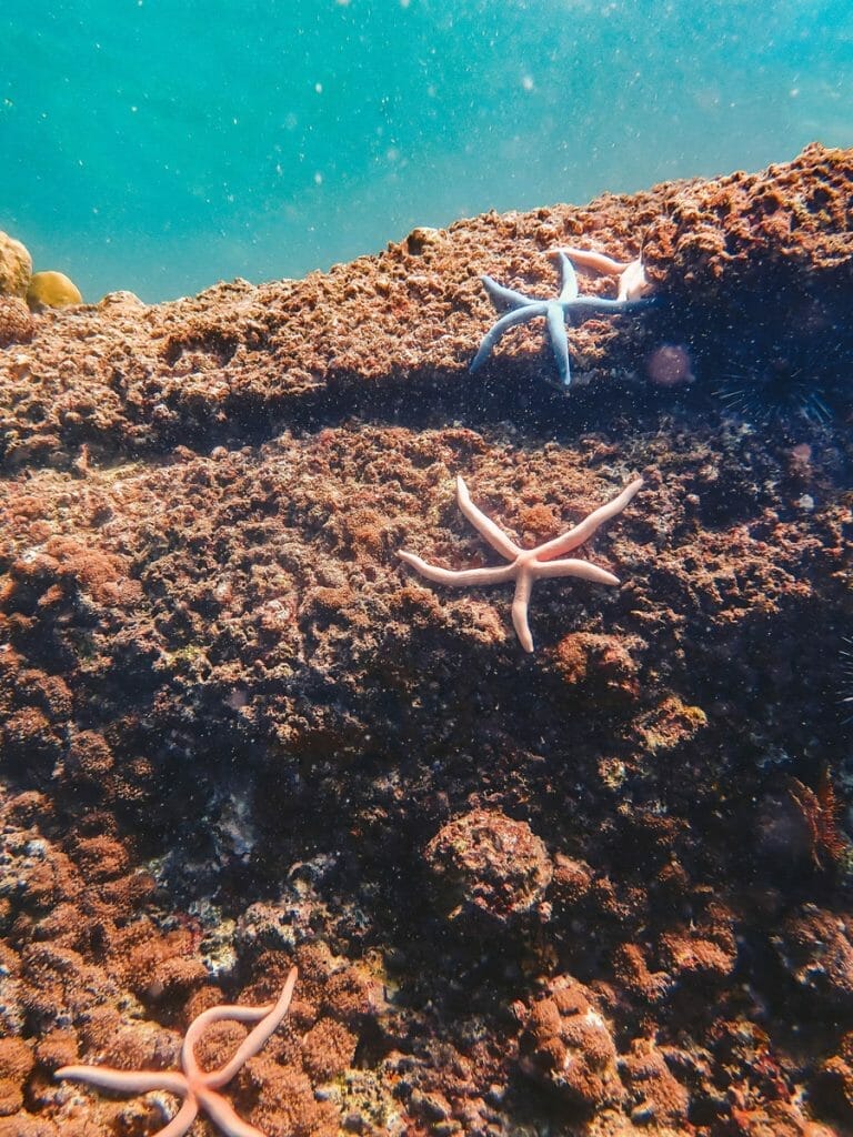 Blue and pink seastars on a rock