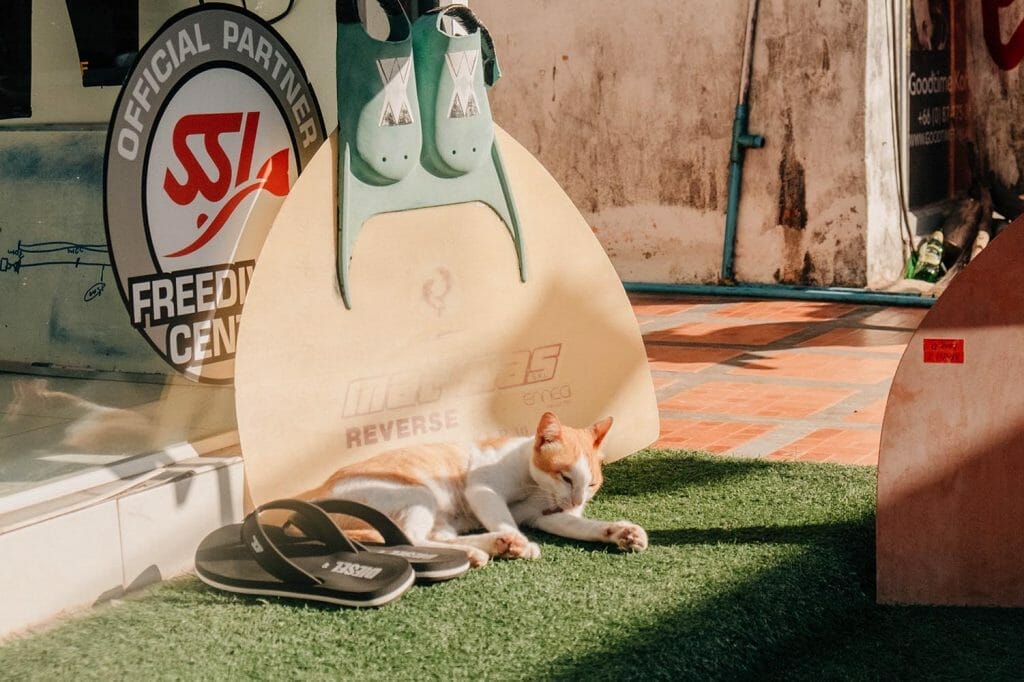 Cat in the sun in front of mono-fins