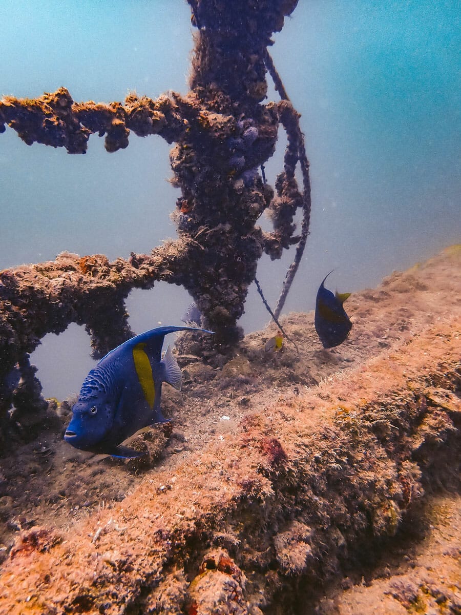 blue angel fish on the barge