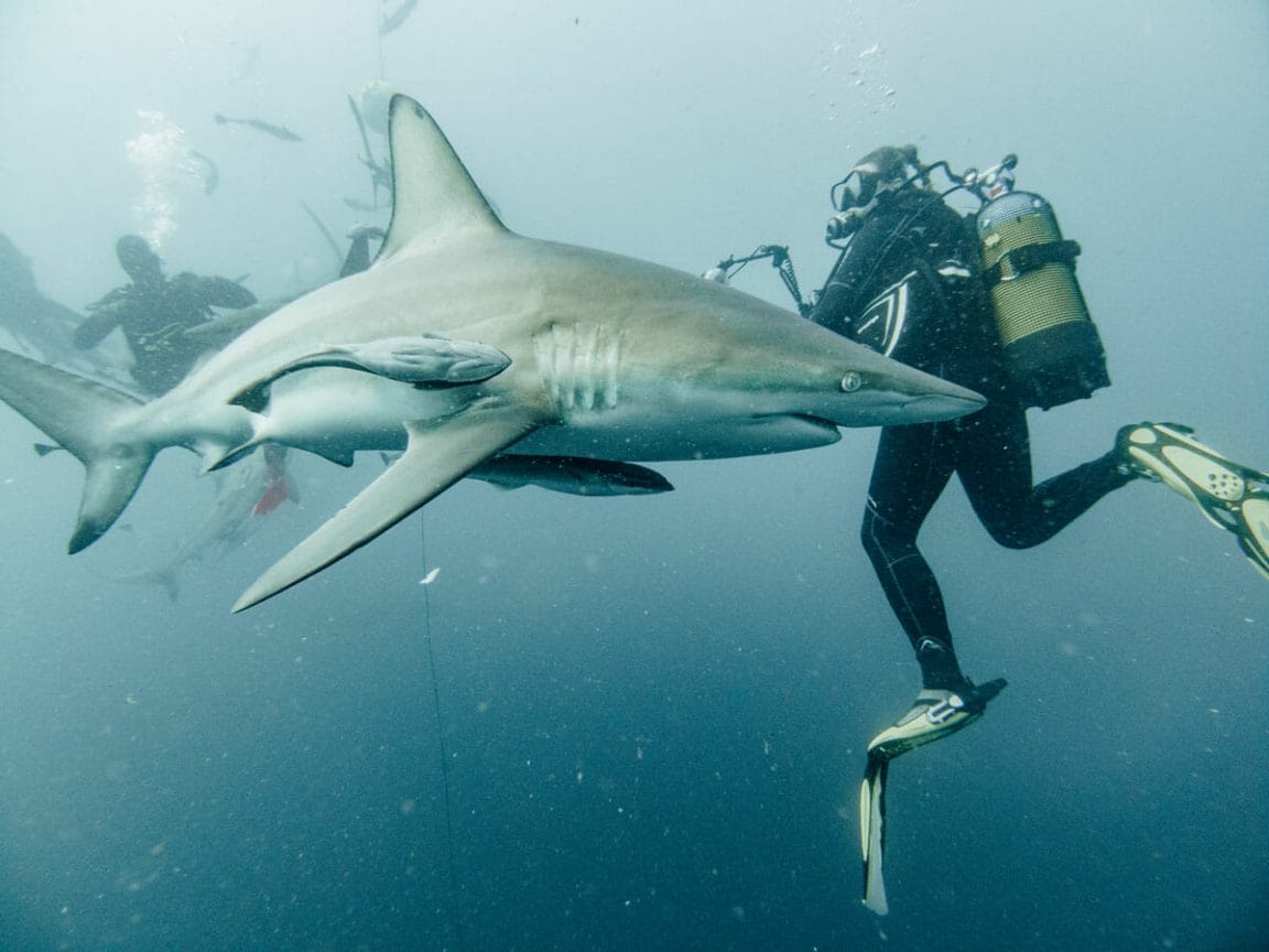 Shark with diver in South Africa