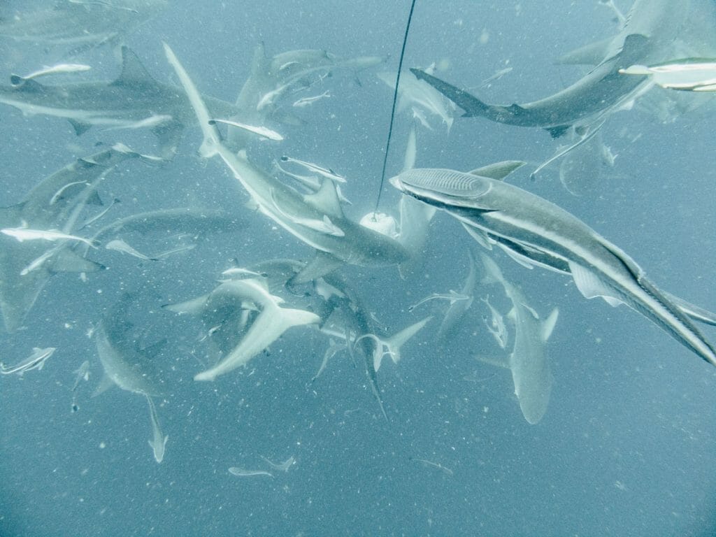 Oceanic Black Tip sharks in Aliwal Shoal