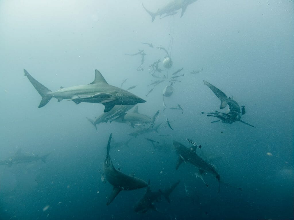 Lots of Oceanic Black Tip sharks during Aliwal Shoal diving