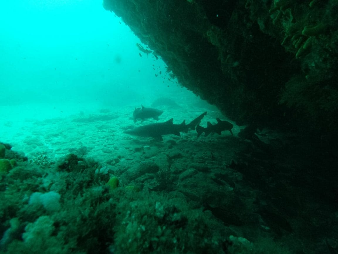 The Cathedral dive site with ragged tooth sharks
