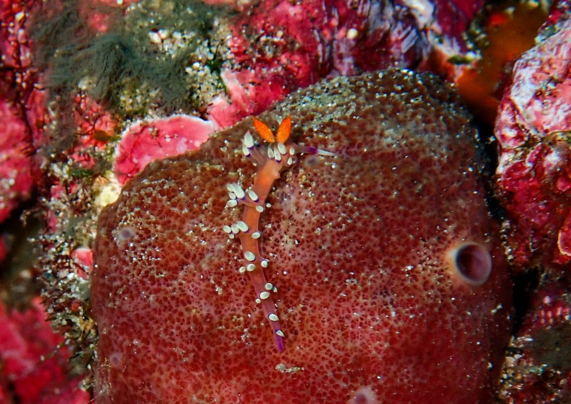 Red nudi branch on red coral