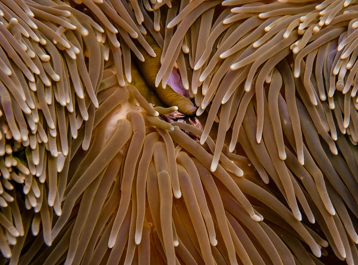 Tiny crab in anemone