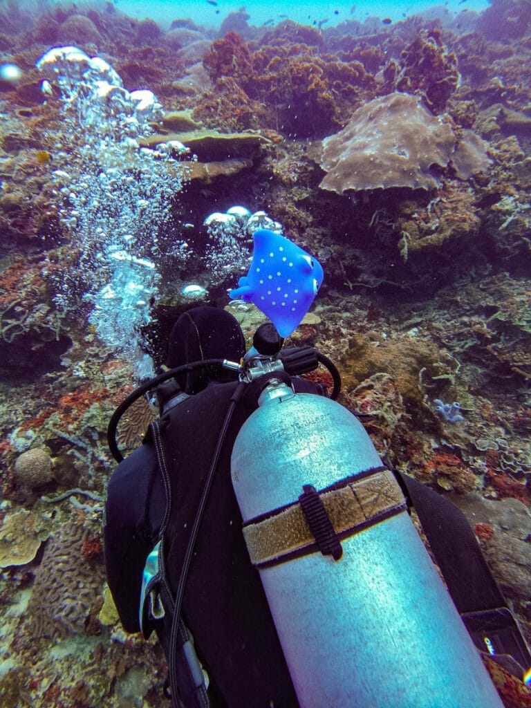 Diver with little manta floating on his tank