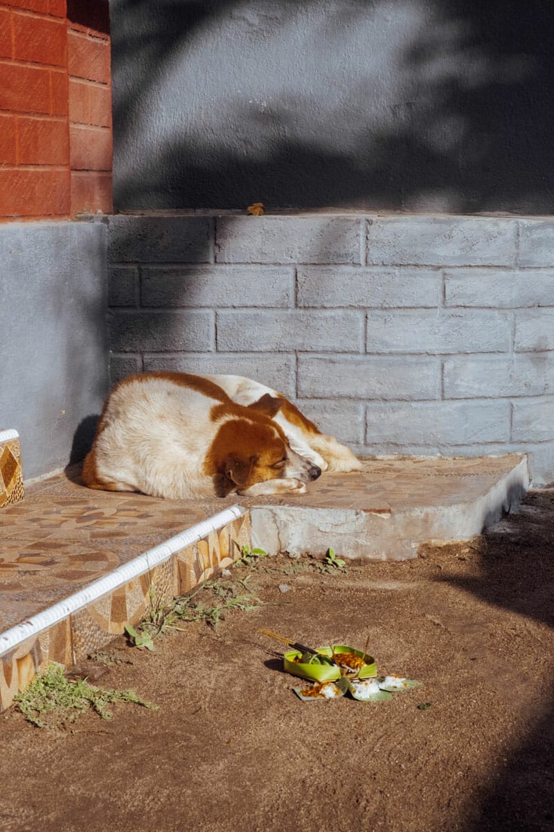 Dog sleeping in a corner in the sun