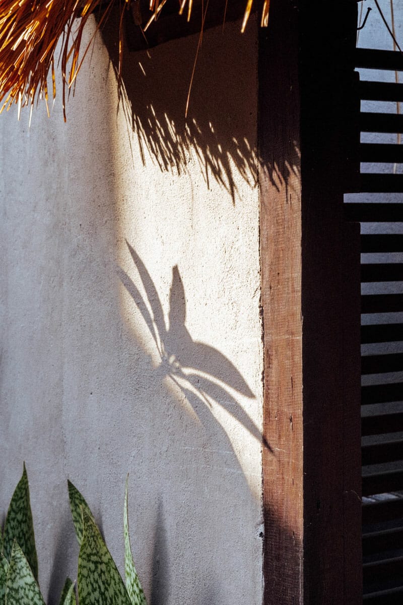 Shadow of plant on a white wall