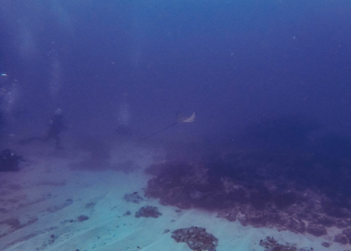 Eagle Ray at Manta Point