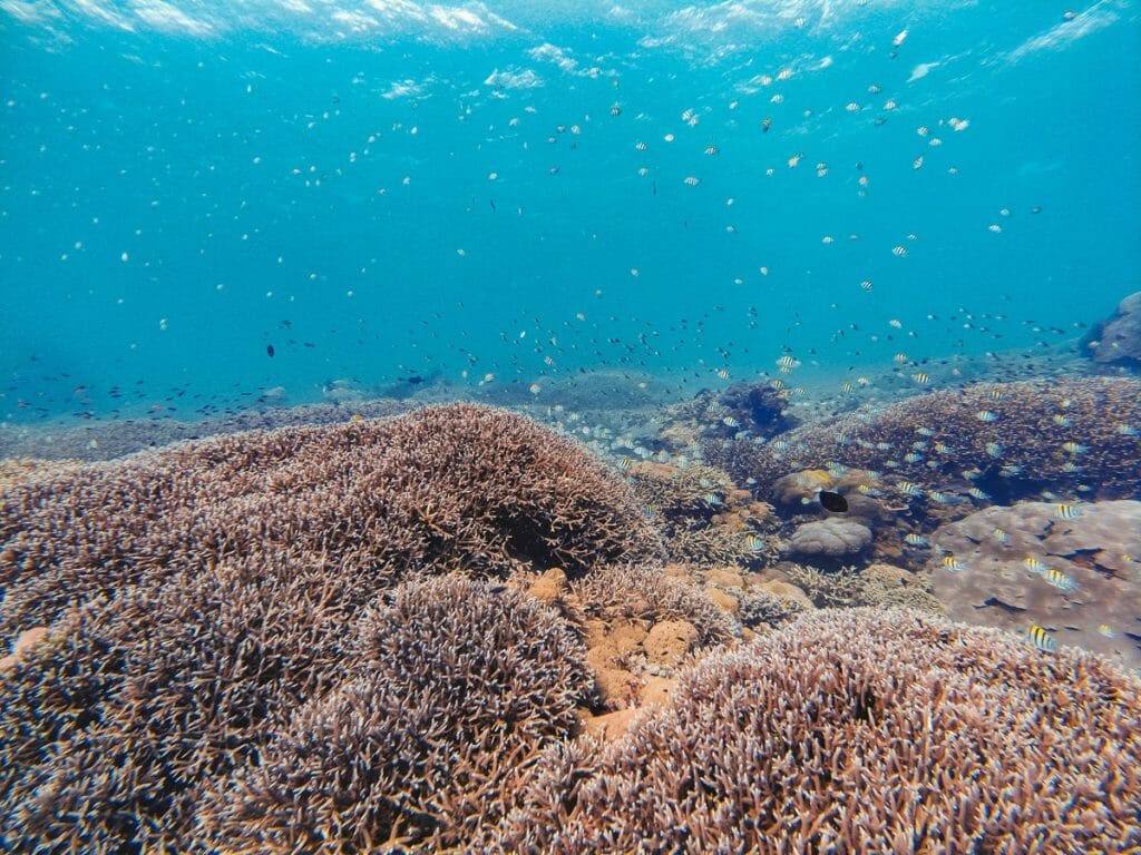SD dive site