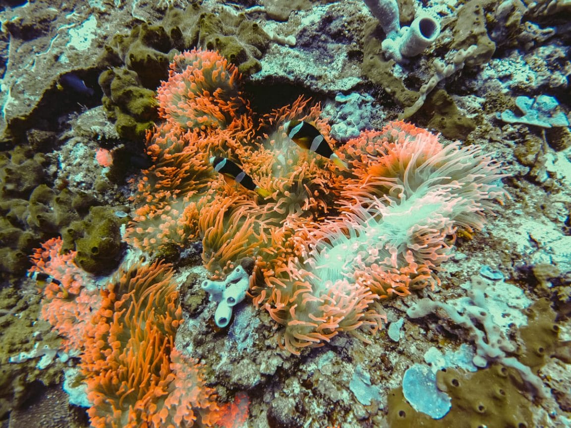 Neon colored anemone