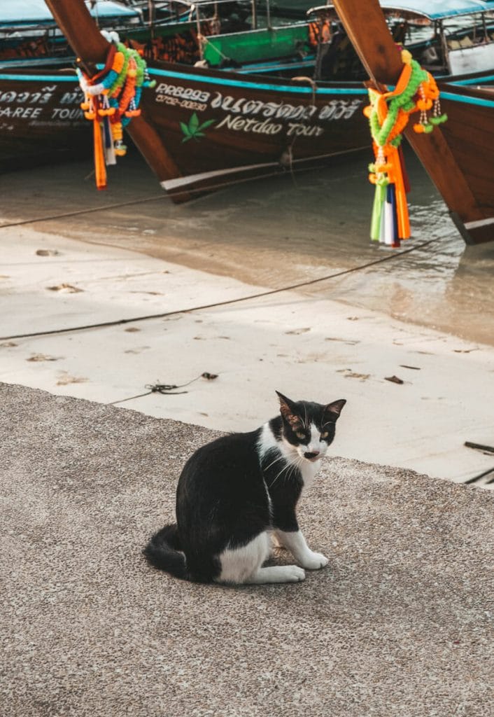 black and white cat in front of thai longtail boats