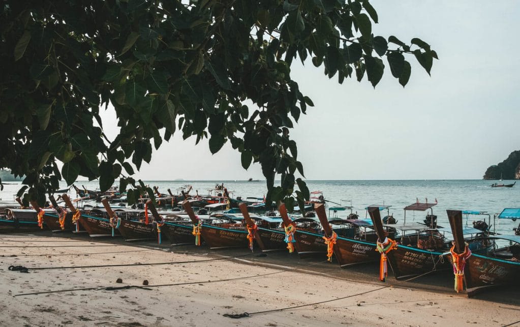longtail boats on the beach and tree in koh phi phi
