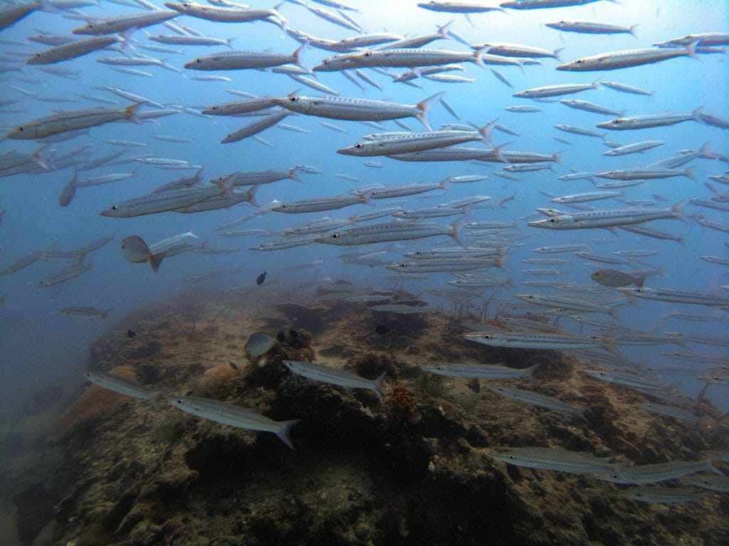 School of small barracudas