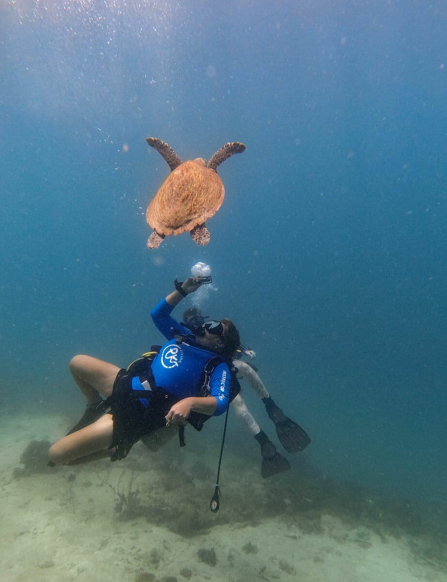 Woman with turtle diving in phi phi