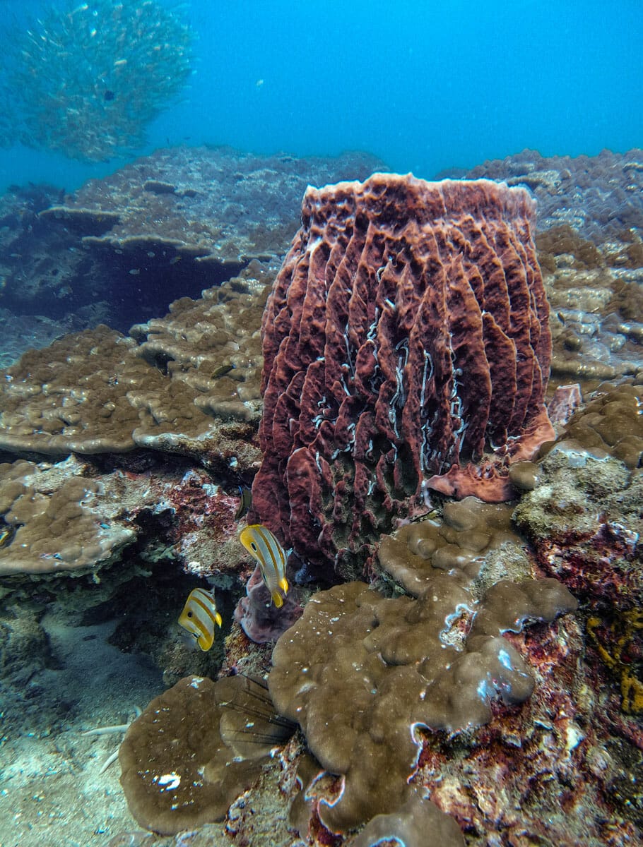 barrel coral in koh phi phi