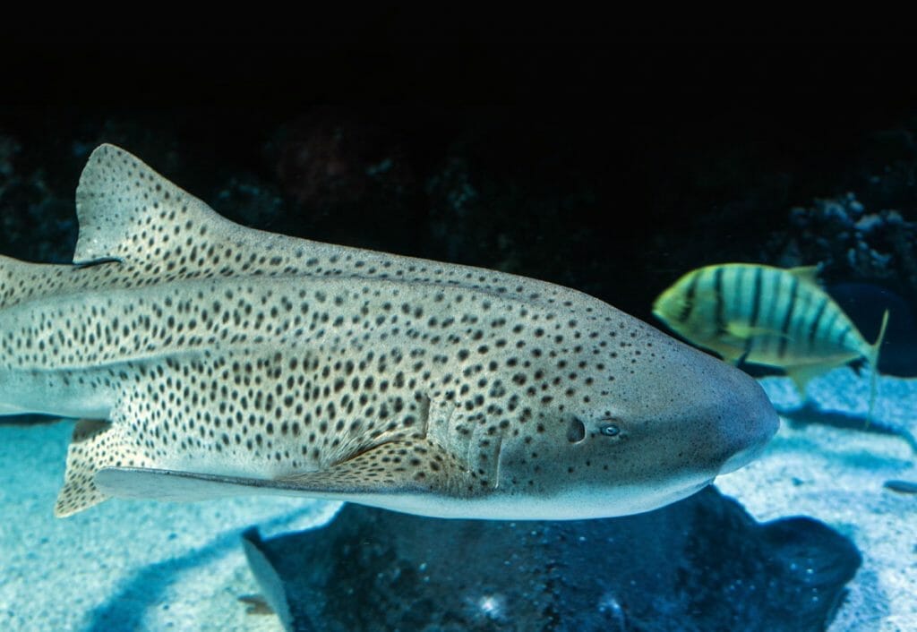 Leopard Shark