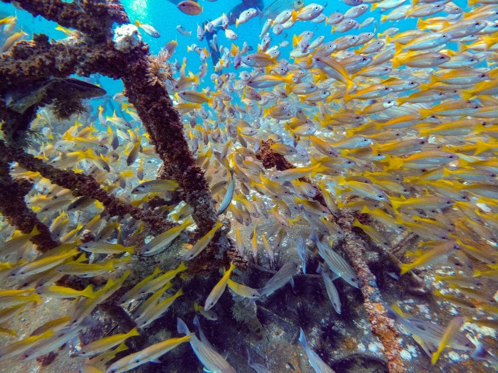 yellow fusselier at Kled Gaeow Wreck