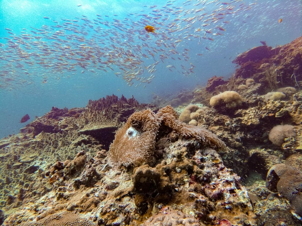 anemone and fish shoals at bida nok diving