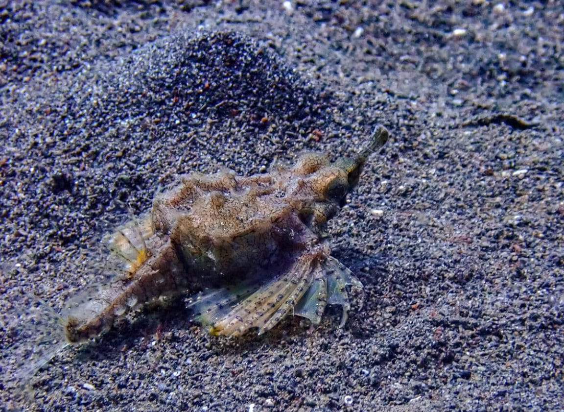 Pegasus Sea moth