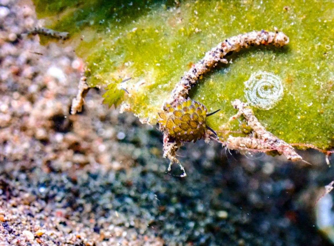 Shaun the sheep nudibranch