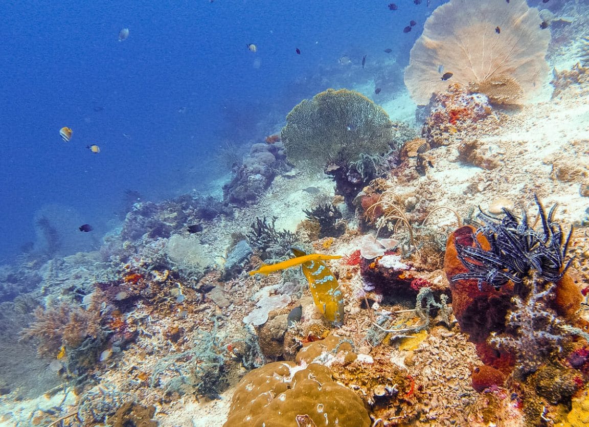 Diving in Menjangan island