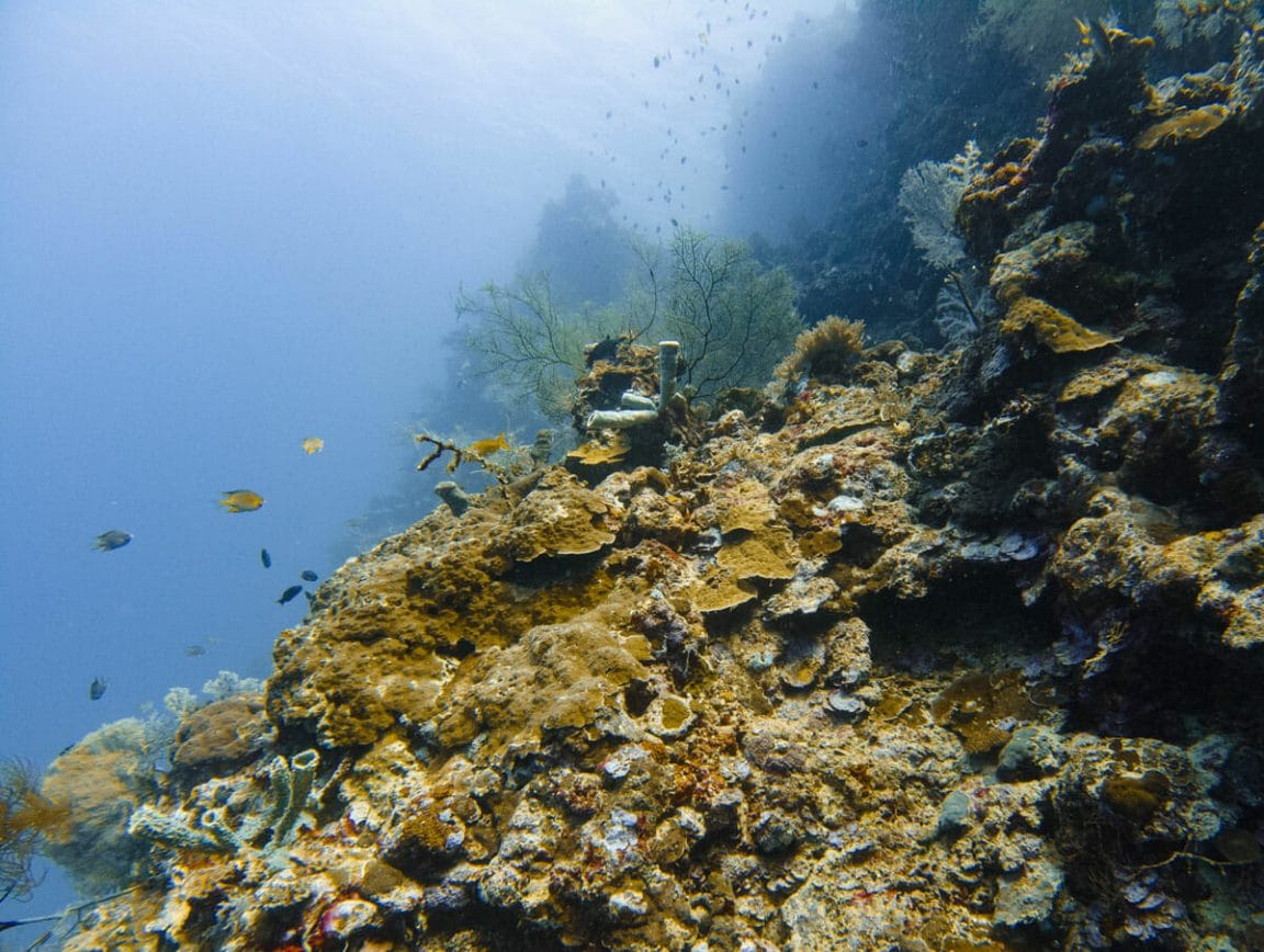 Reef in Menjangan
