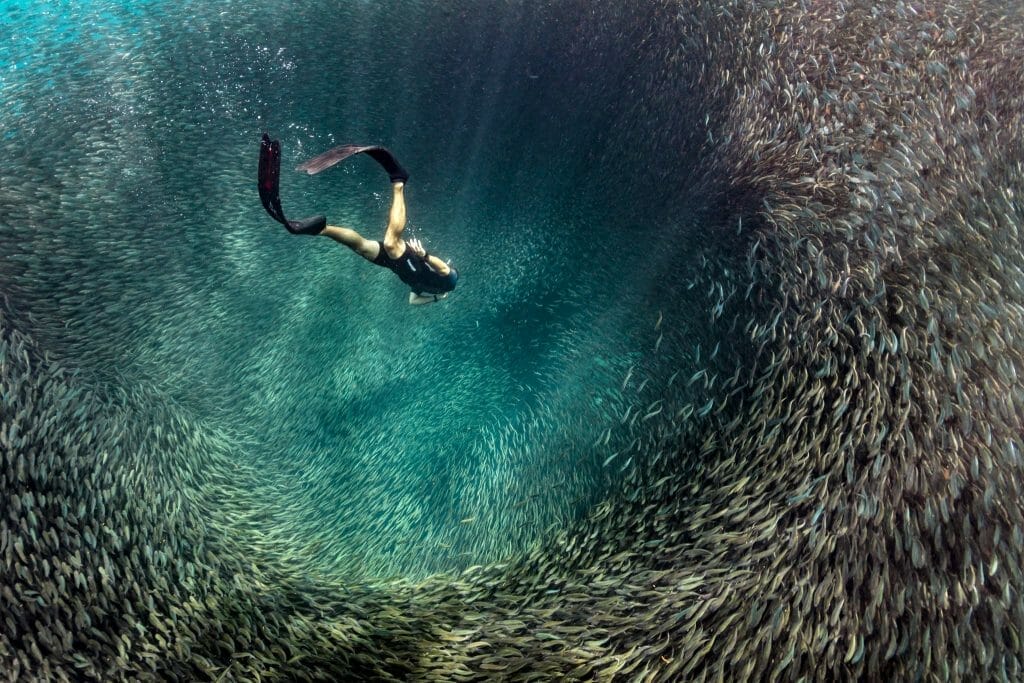 Free diver in sardine run, moalboal Philippines