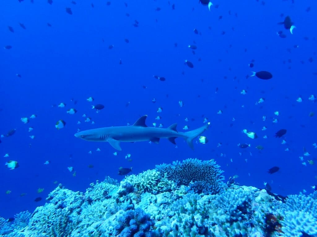 Shark and reef fish at Apo Reef, Philippines