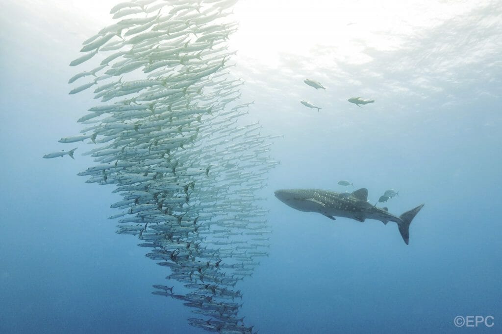 Whale Shark and shoal of fish at Tubbataha diving in Philippines