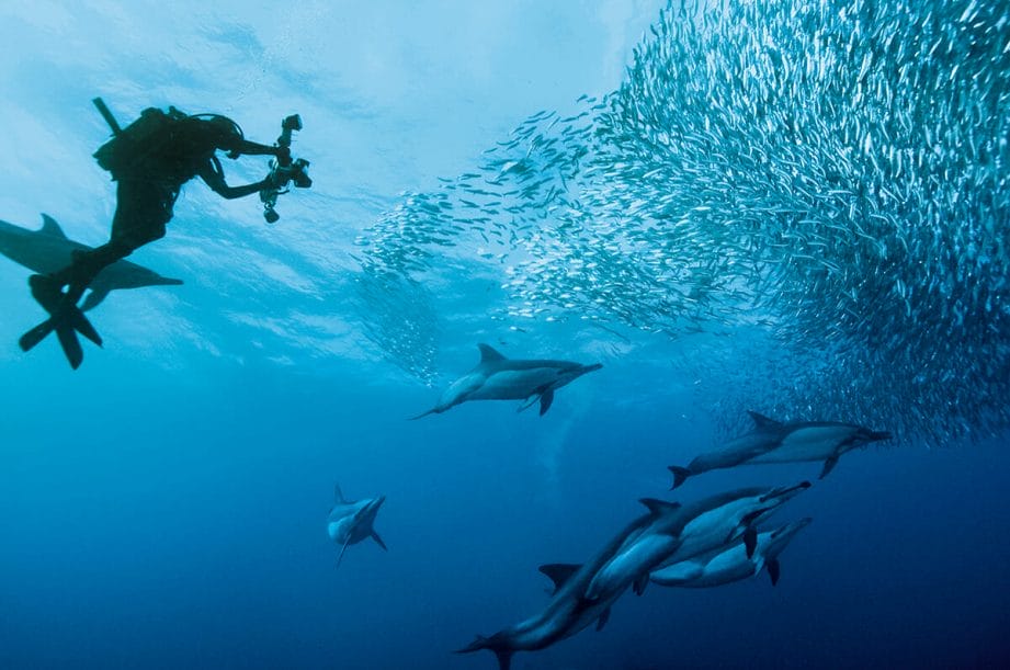 Sardine Run South Africa 2025