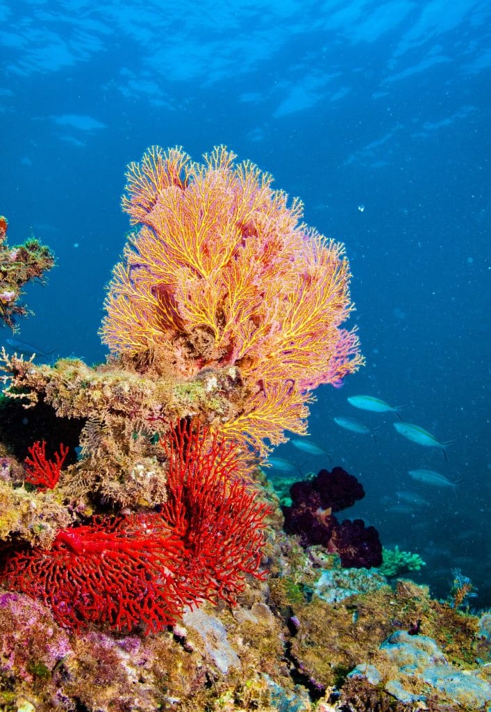 orange and yellow corals in ningaloo