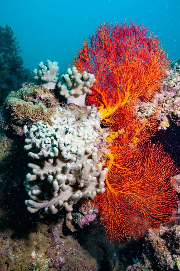 red and white corals on a ningaloo dive