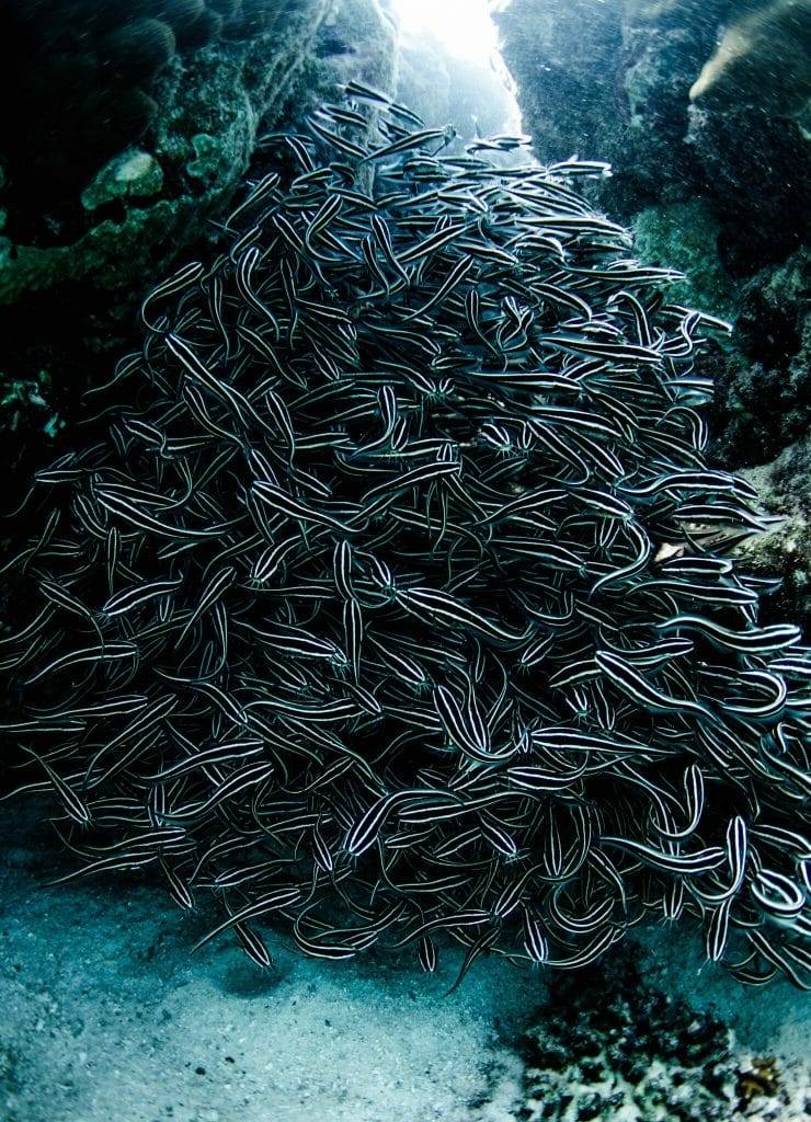 shoal of small fish in ningaloo