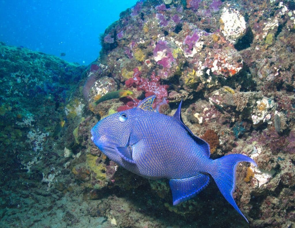 blue triggerfish at ningaloo reef