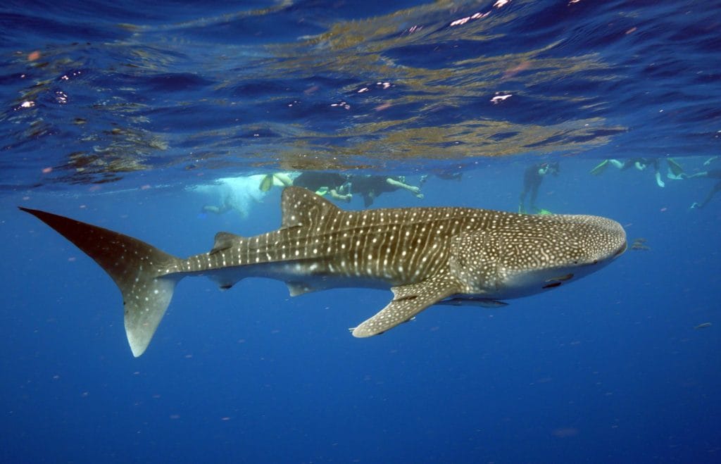 whale shark in ningaloo reef