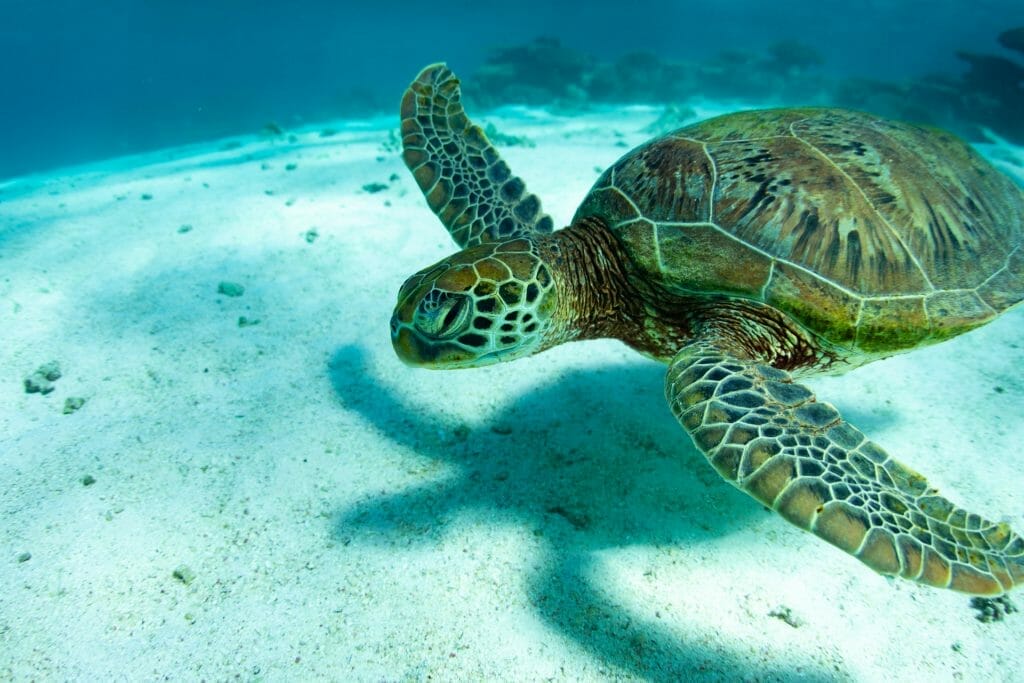 turtle while diving in ningaloo, australia