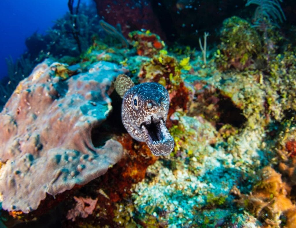 Moray eel during a dive in Roatan