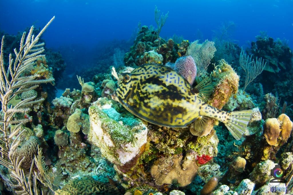 Fish and colorful reef in Roatan, Honduras