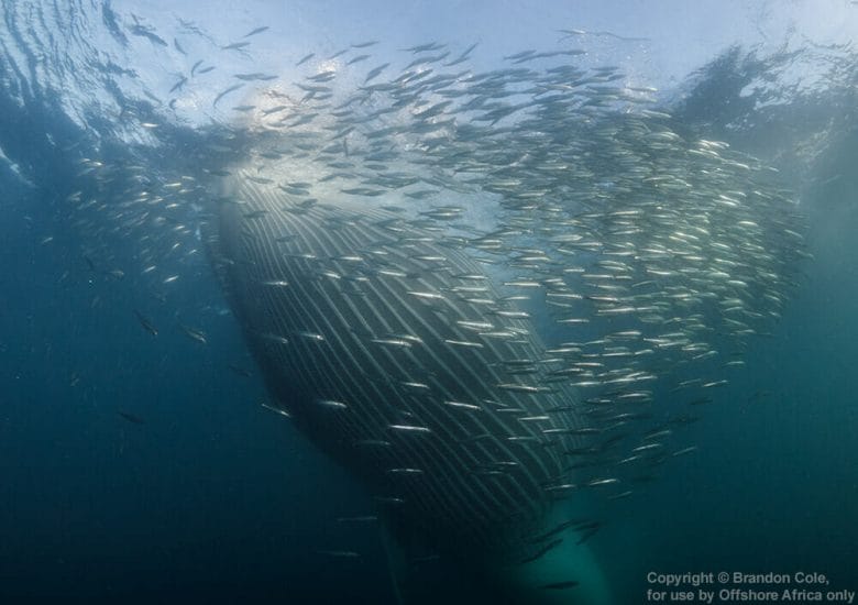 Whale in a shoal of sardines